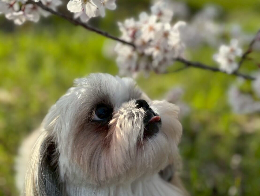 桜が散ってしまう前に夢前川に📷✨