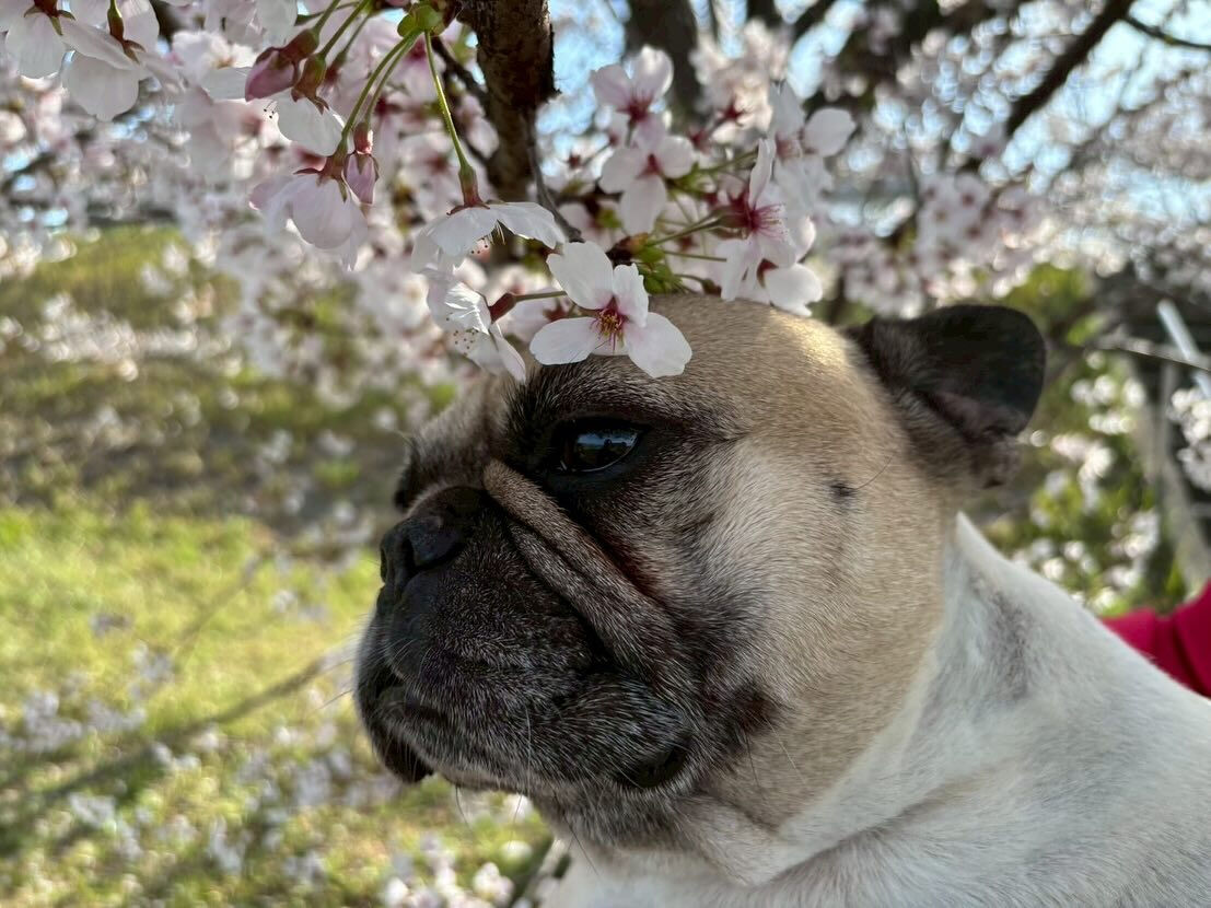 桜が散ってしまう前に夢前川に📷✨