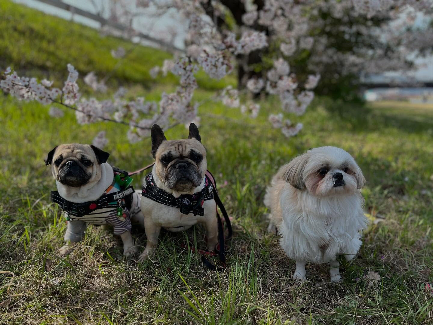 桜が散ってしまう前に夢前川に📷✨