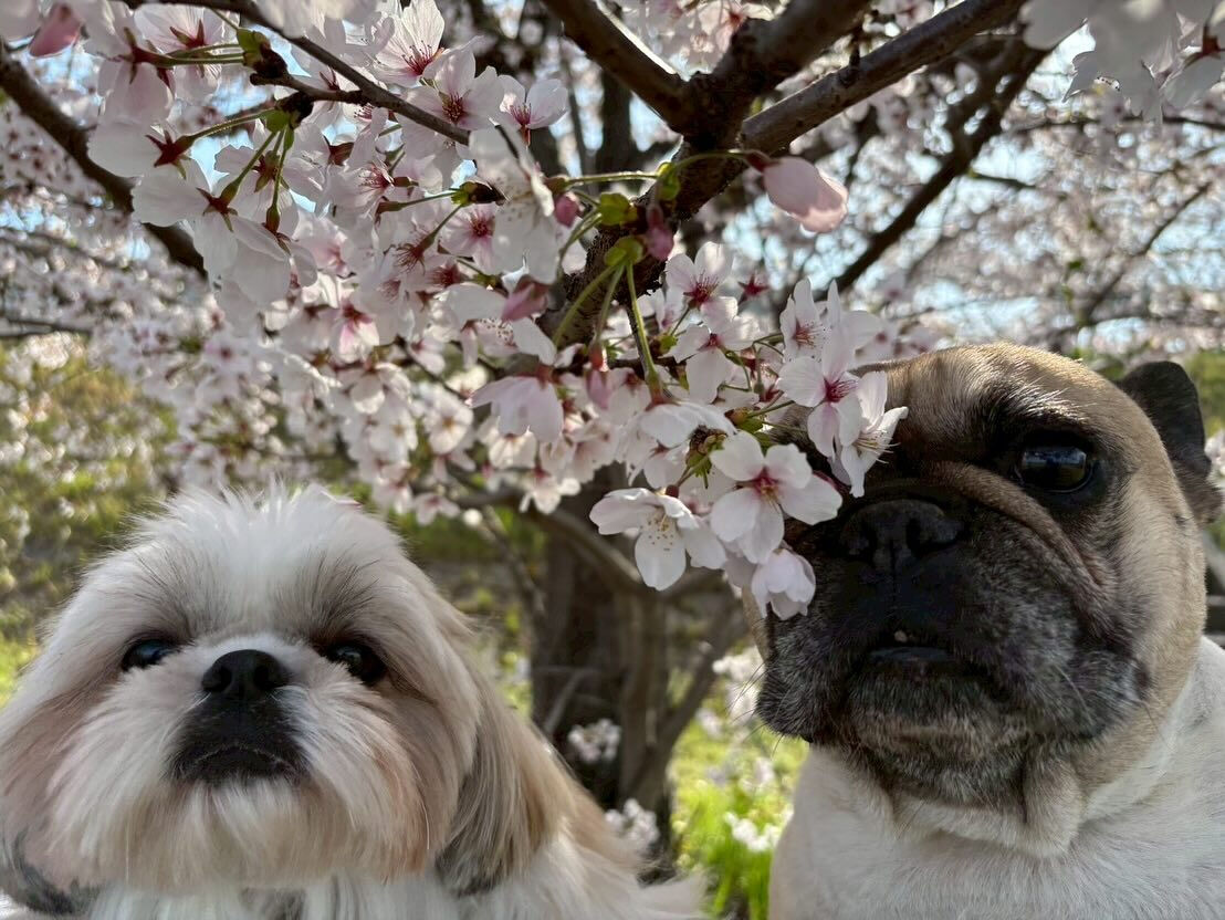 桜が散ってしまう前に夢前川に📷✨