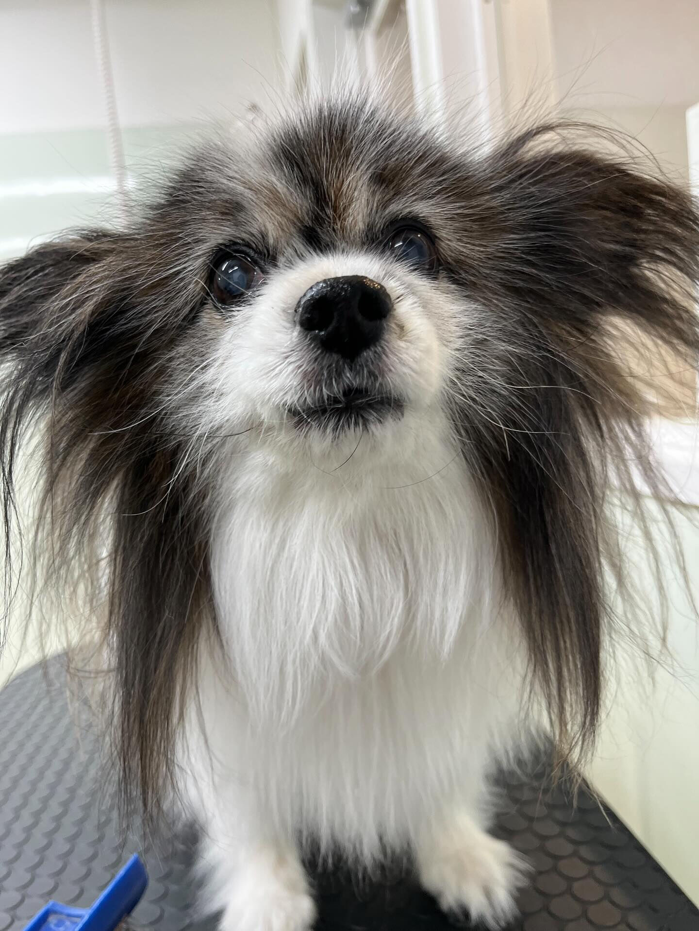 今日は風が強いです