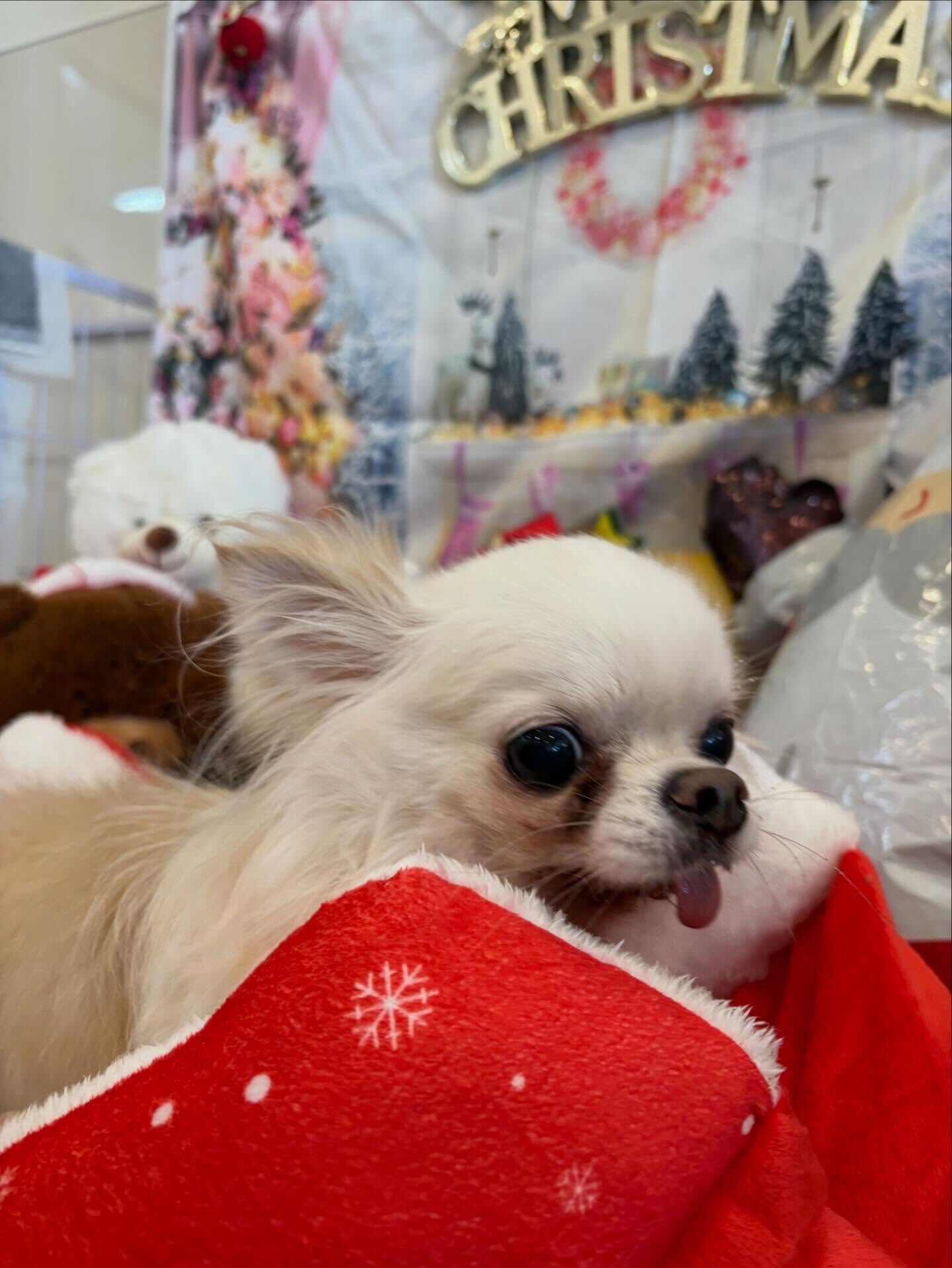 メリークリスマス🌲