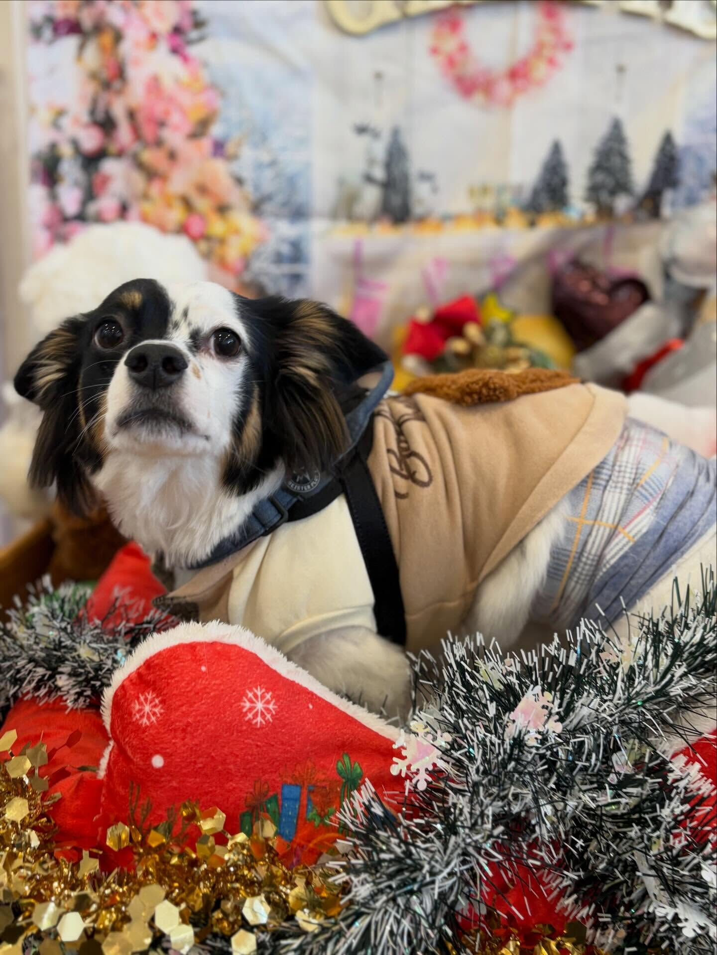 メリークリスマス🌲