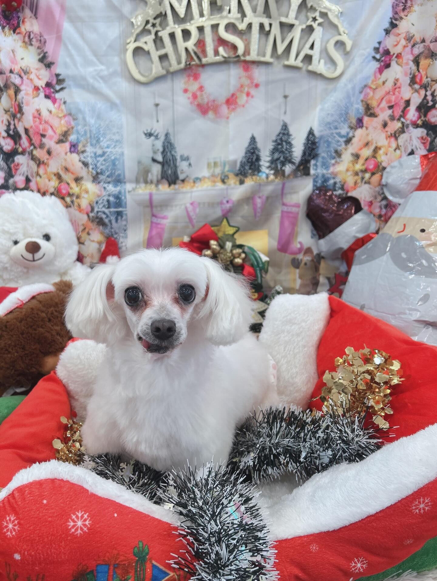 ✧*｡🎄𝐌𝐞𝐫𝐫𝐲𝐂𝐡𝐫𝐢𝐬𝐭𝐦𝐚𝐬🎄✧*｡