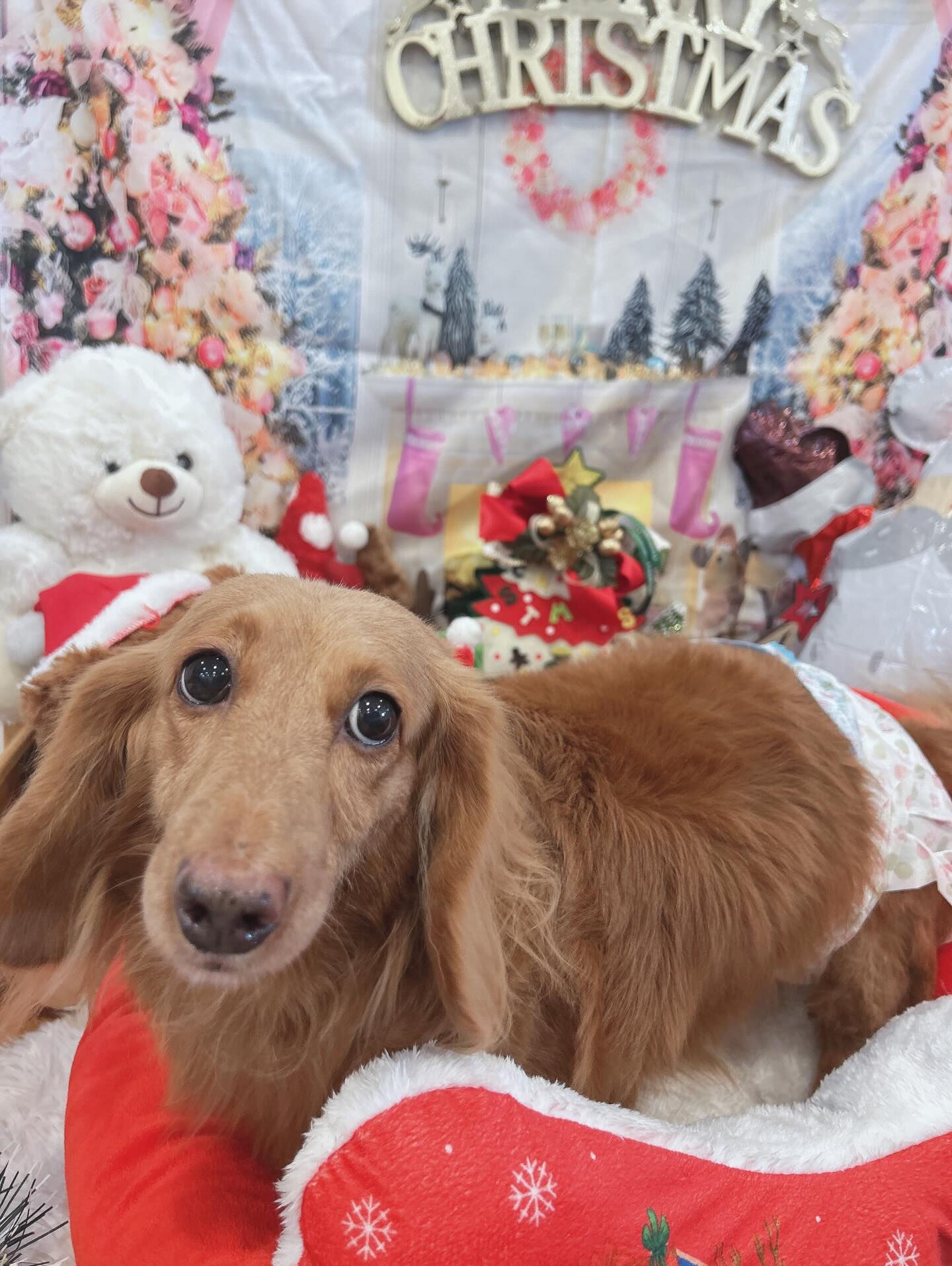 ✧*｡🎄𝐌𝐞𝐫𝐫𝐲𝐂𝐡𝐫𝐢𝐬𝐭𝐦𝐚𝐬🎄✧*｡