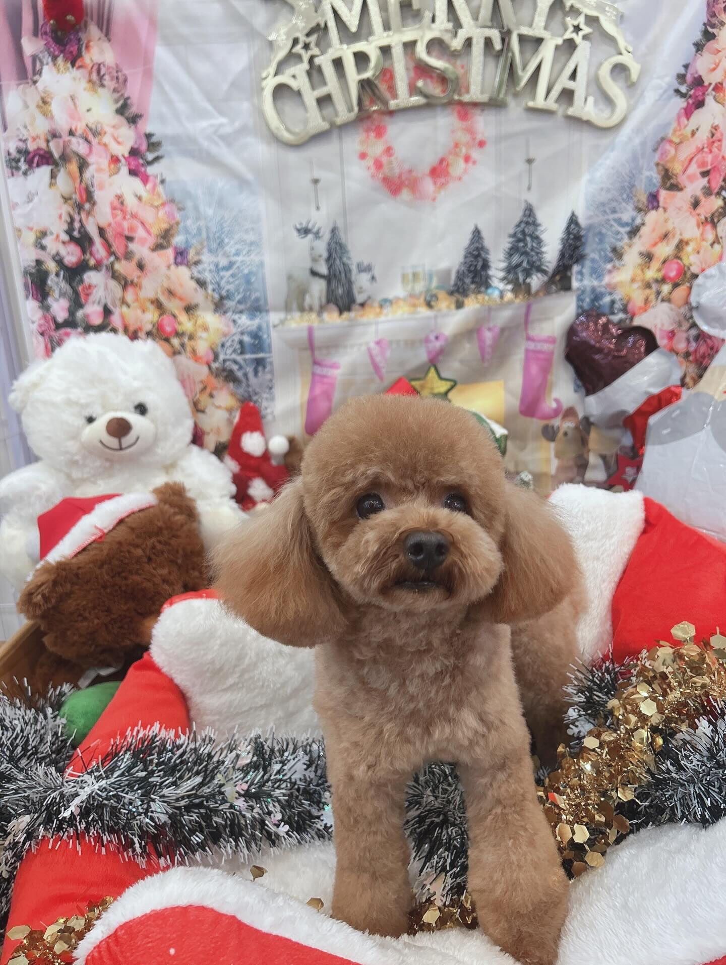 ✧*｡🎄𝐌𝐞𝐫𝐫𝐲𝐂𝐡𝐫𝐢𝐬𝐭𝐦𝐚𝐬🎄✧*｡