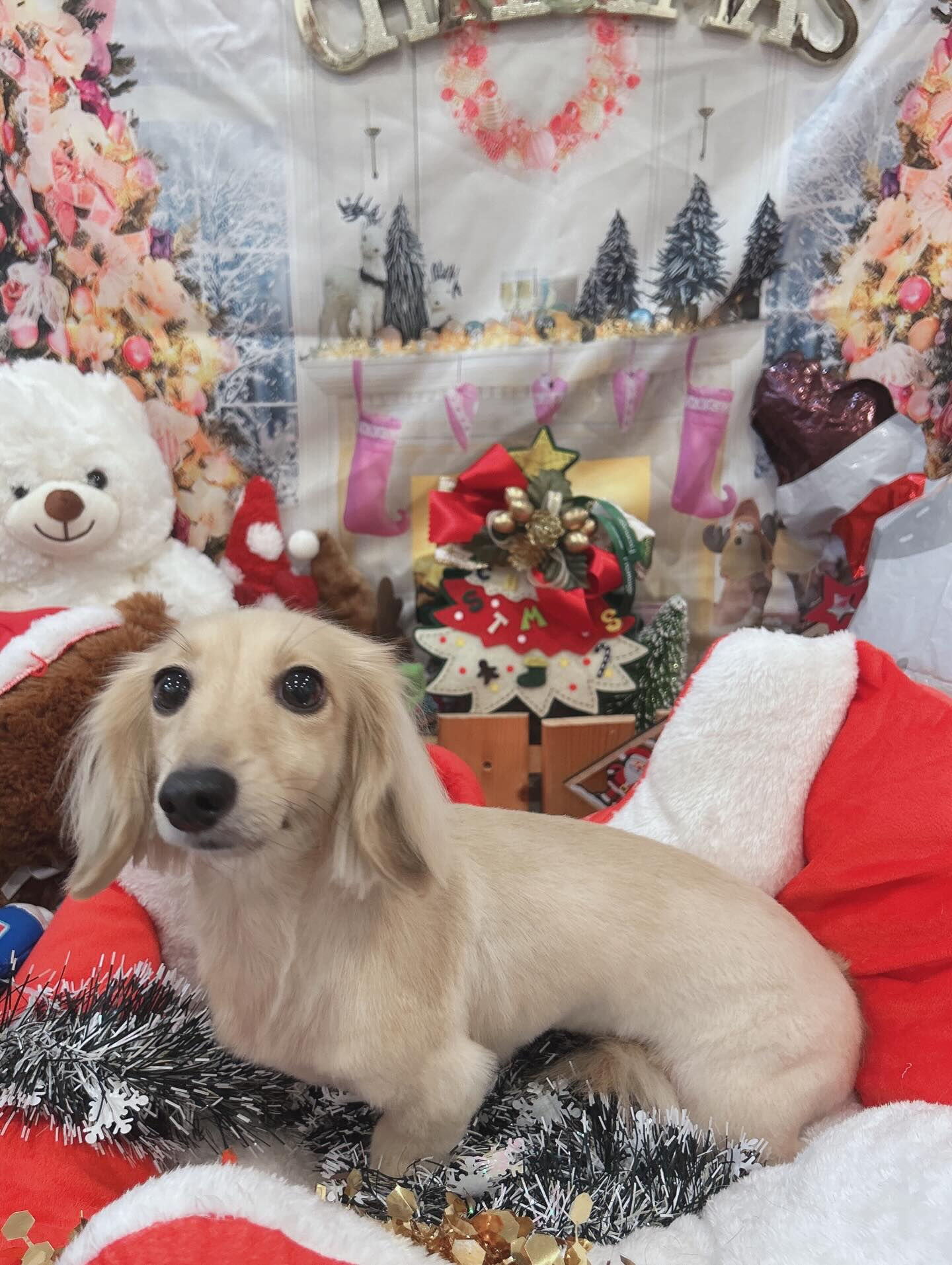 ✧*｡🎄𝐌𝐞𝐫𝐫𝐲𝐂𝐡𝐫𝐢𝐬𝐭𝐦𝐚𝐬🎄✧*｡