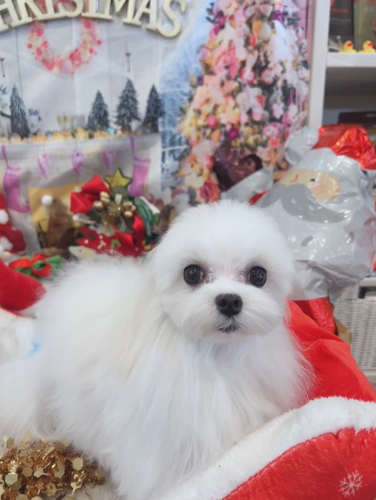✧*｡🎄𝐌𝐞𝐫𝐫𝐲𝐂𝐡𝐫𝐢𝐬𝐭𝐦𝐚𝐬🎄✧*｡