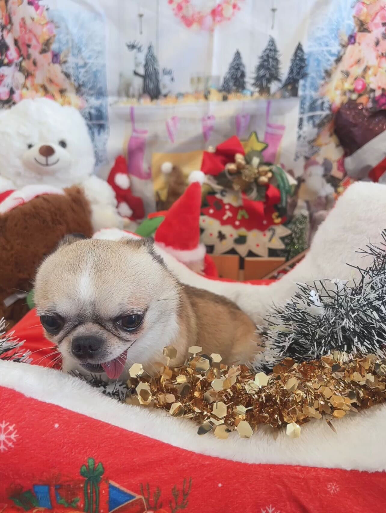✧*｡🎄𝐌𝐞𝐫𝐫𝐲𝐂𝐡𝐫𝐢𝐬𝐭𝐦𝐚𝐬🎄✧*｡