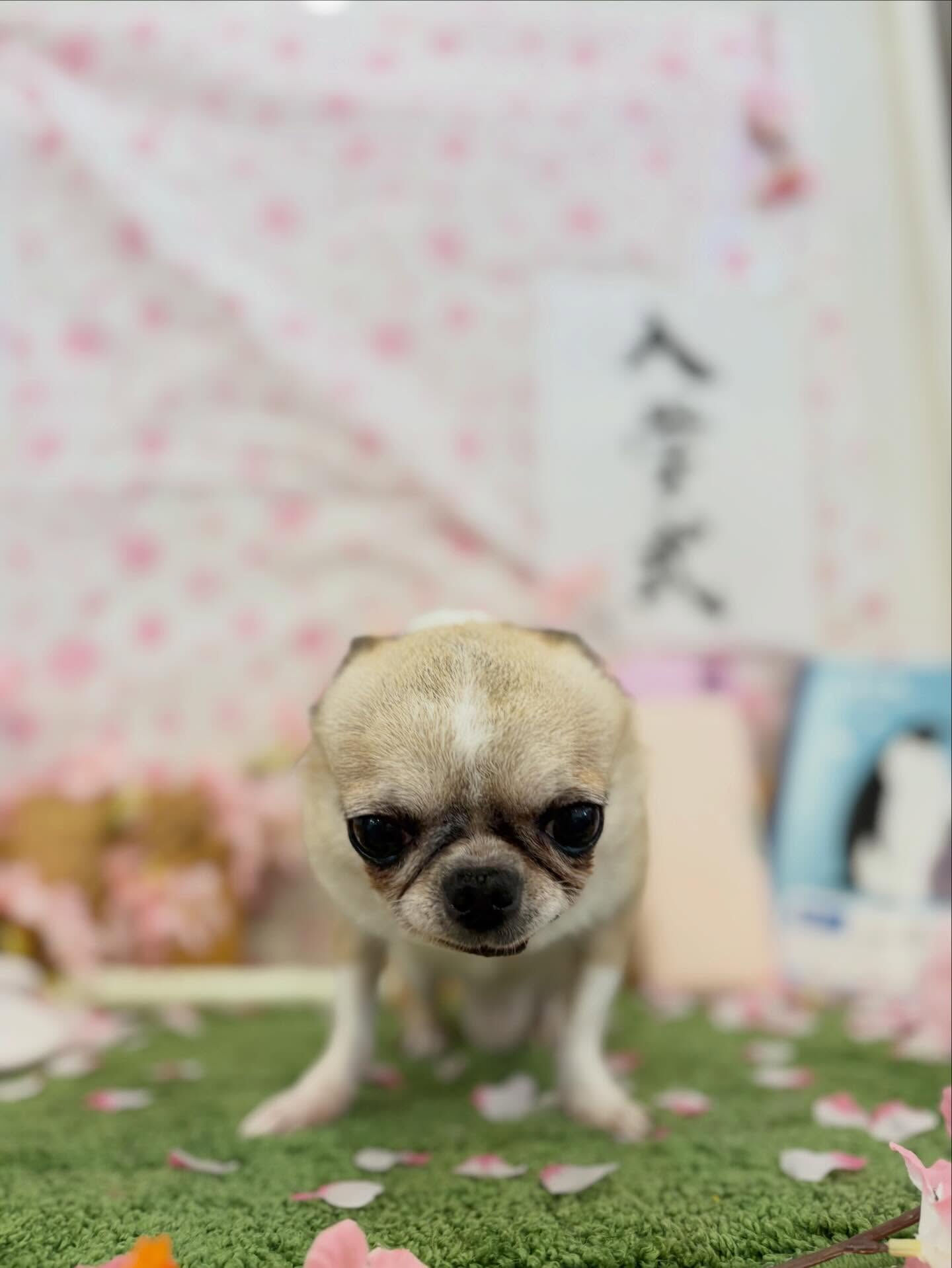 4月になりました🌸