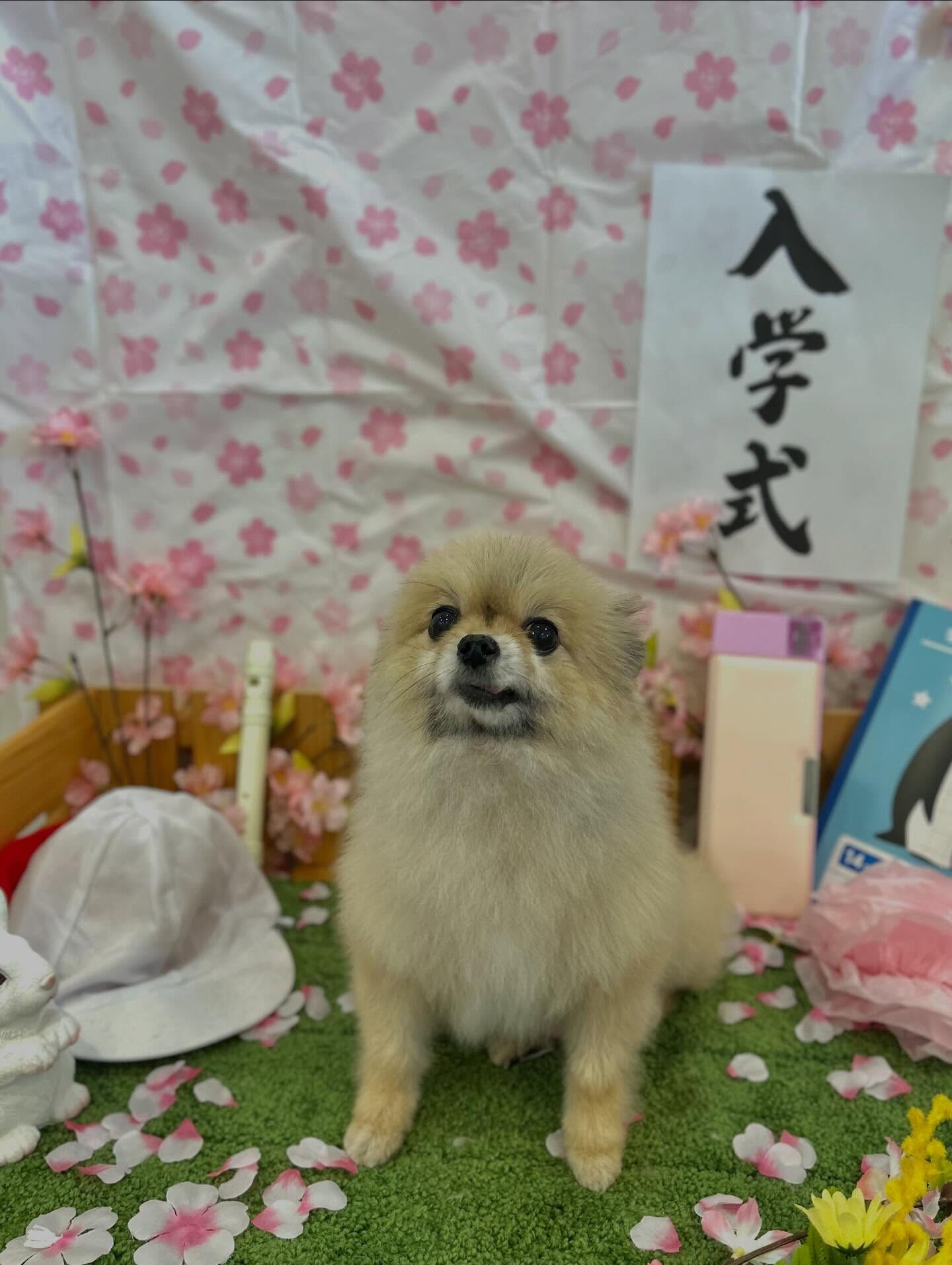いつもありがとうございます⸜🌷︎⸝‍