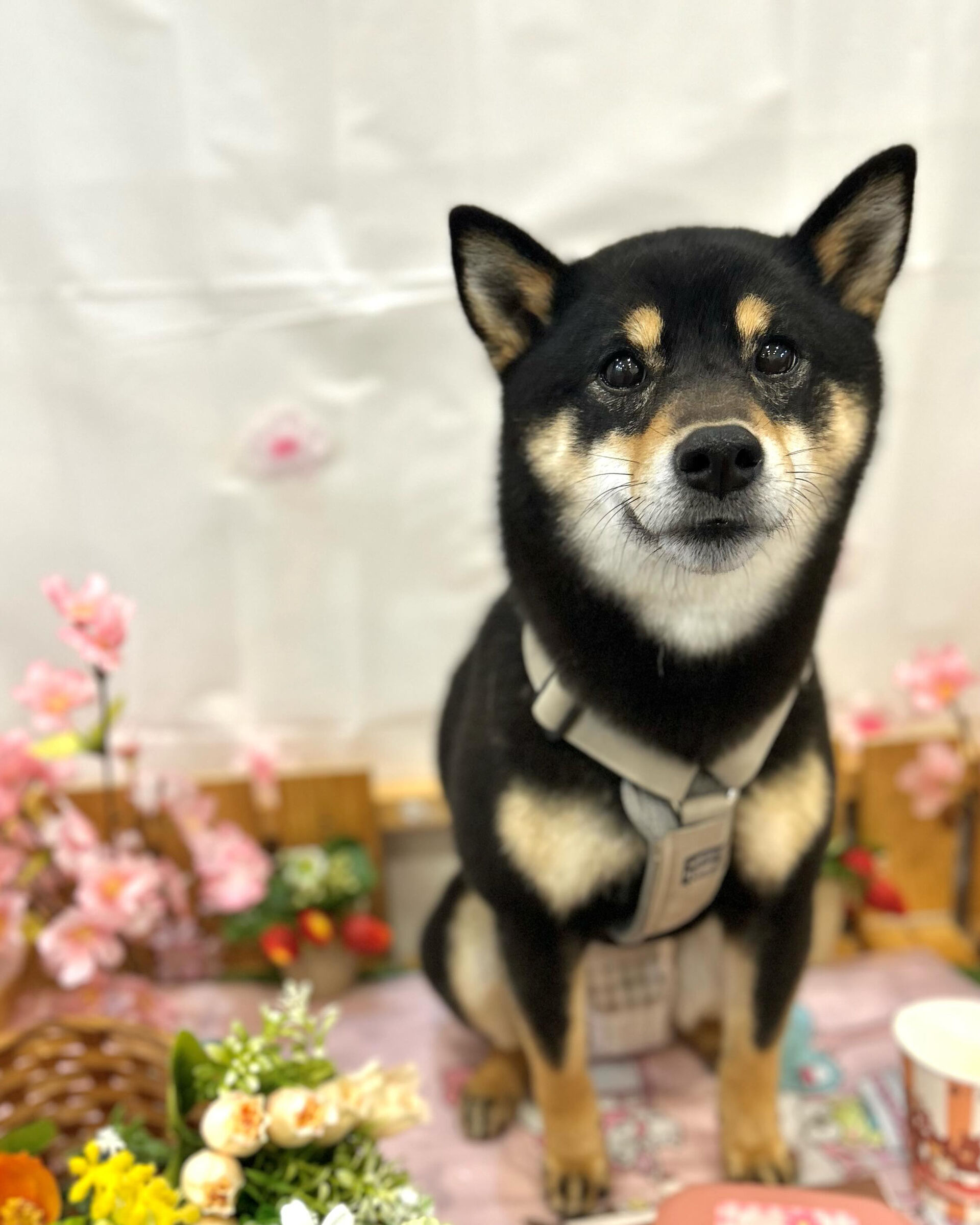 いつもありがとうございます⸜🌷︎⸝‍