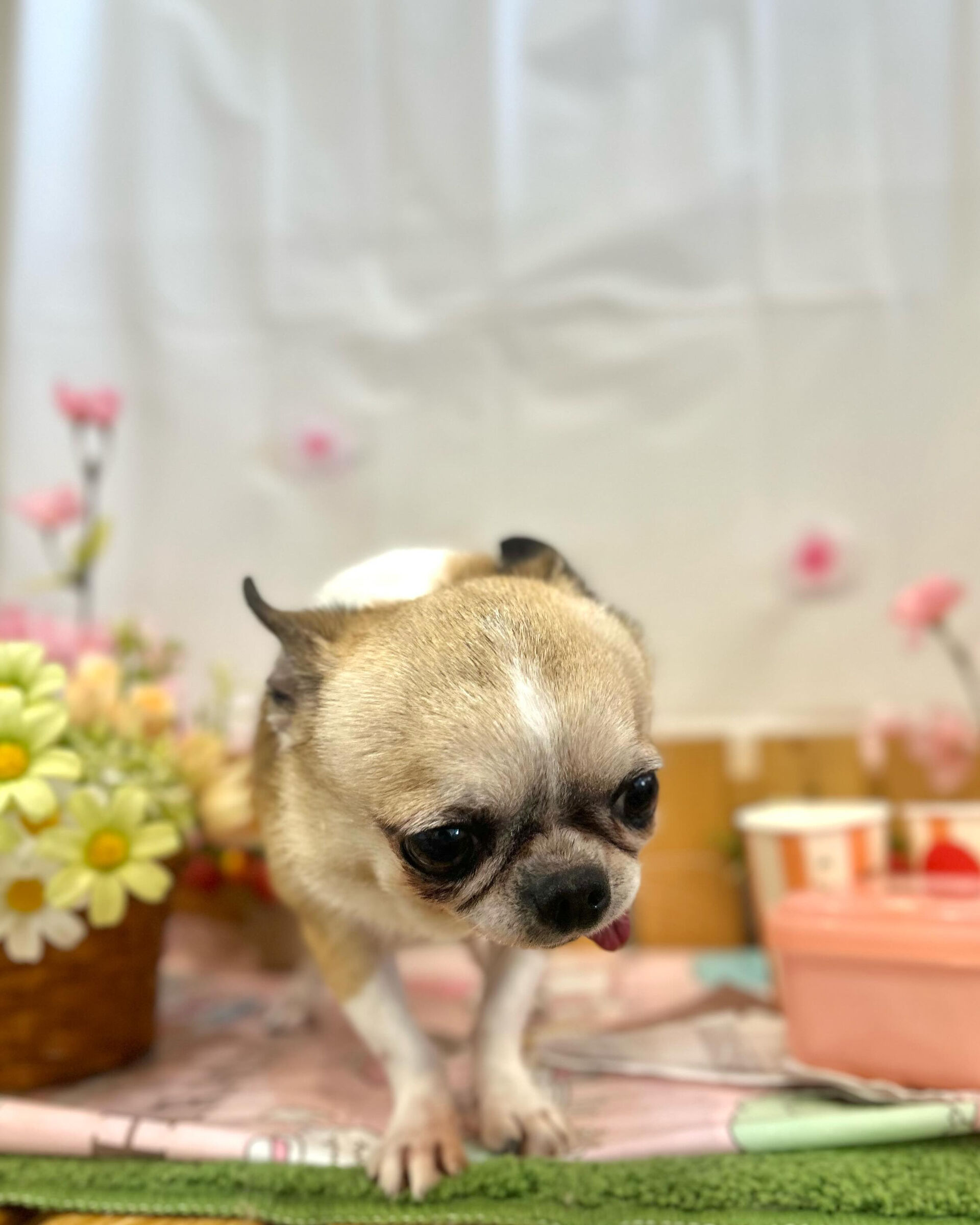 いつもありがとうございます⸜🌷︎⸝‍