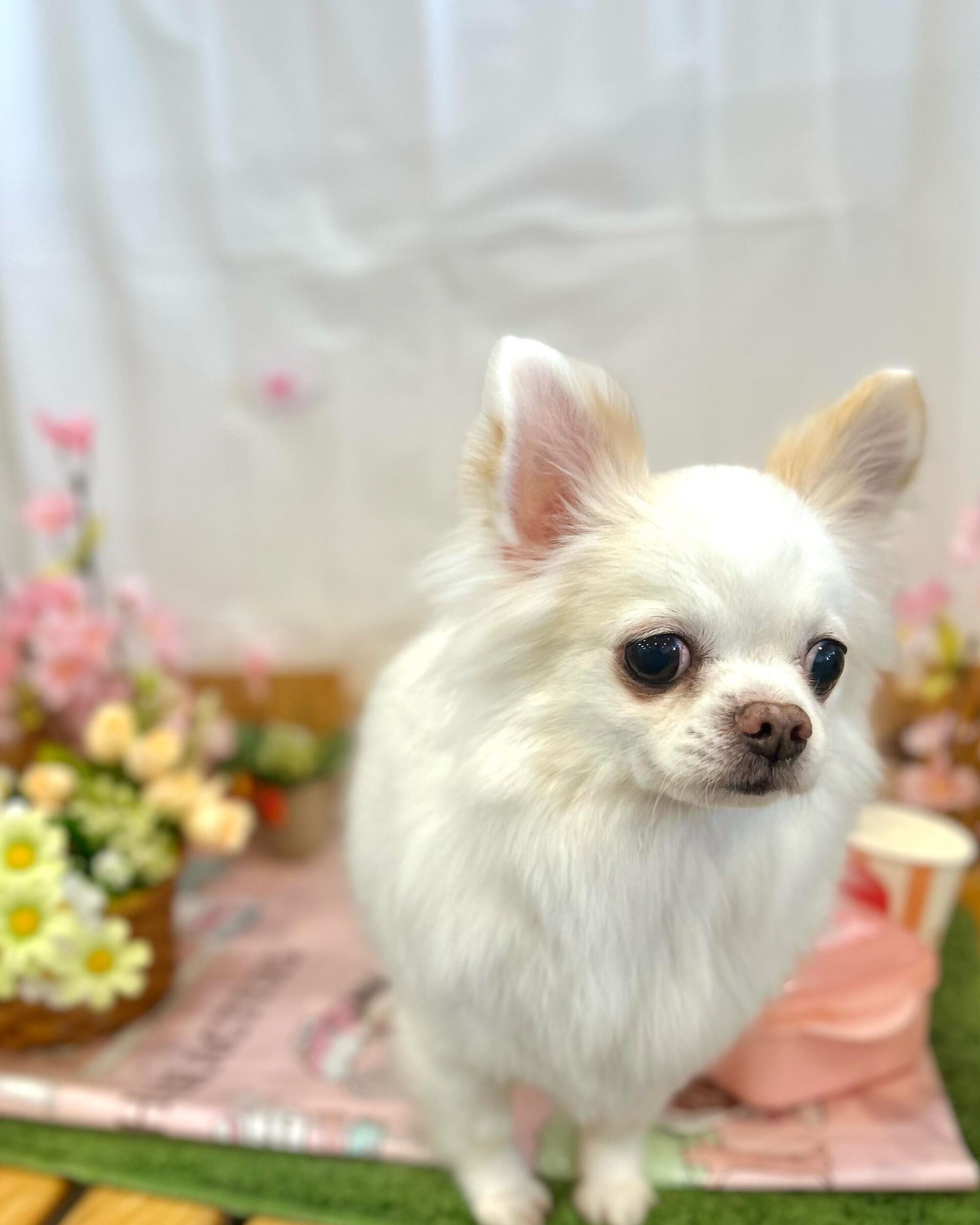 いつもありがとうございます⸜🌷︎⸝‍