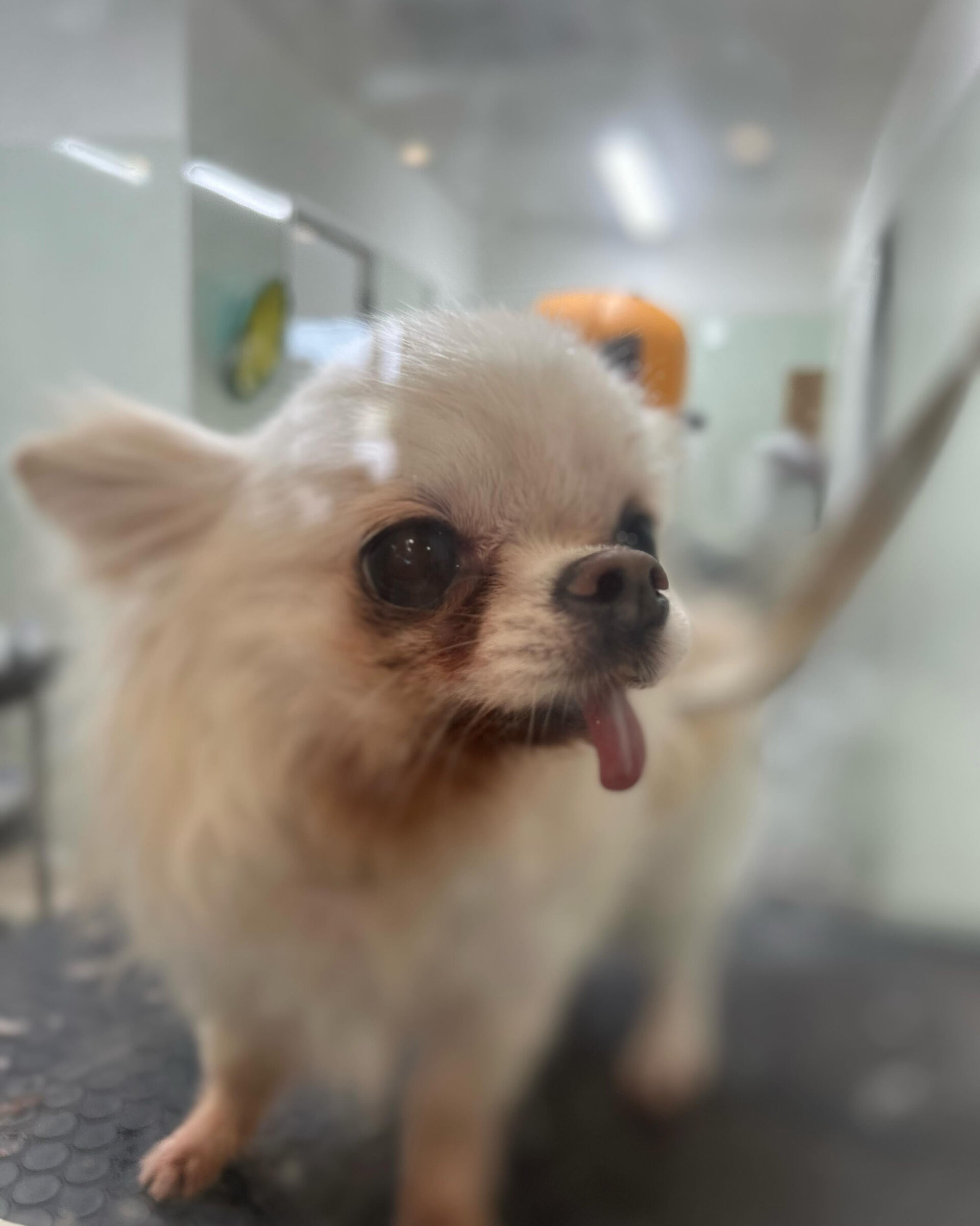 いつもありがとうございます⸜🌷︎⸝‍