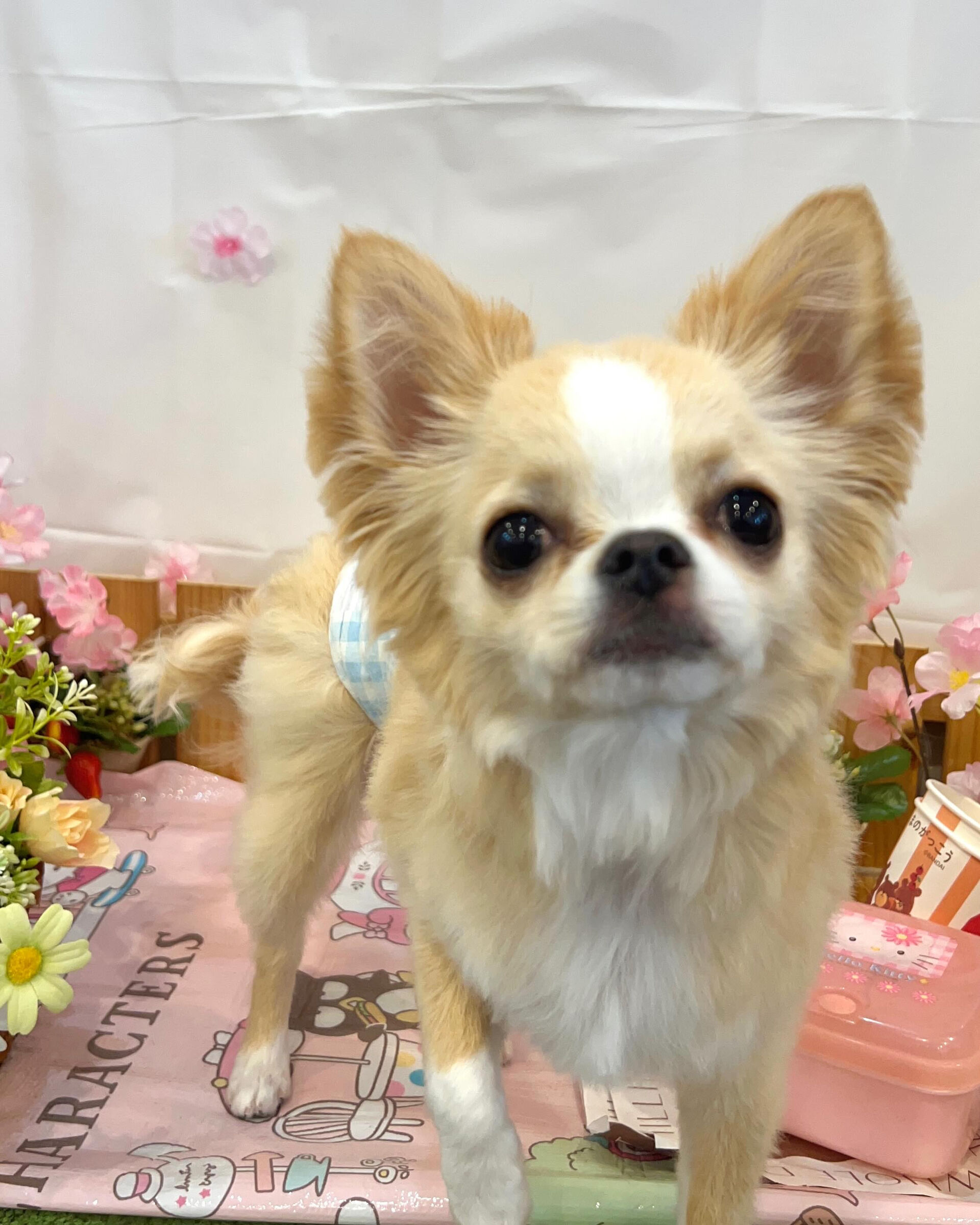 いつもありがとうございます⸜🌷︎⸝‍