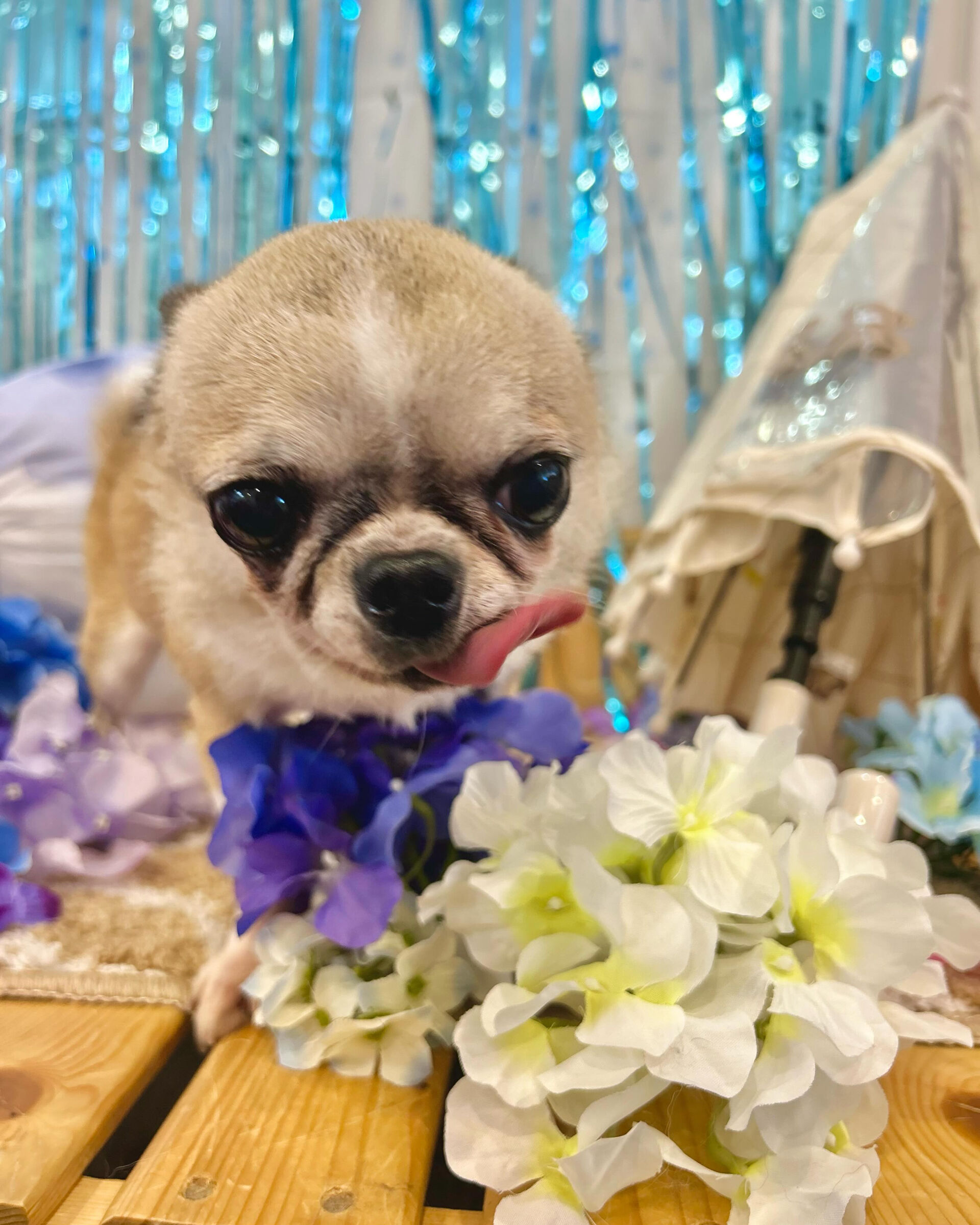 いつもありがとうございます⸜🌷︎⸝‍