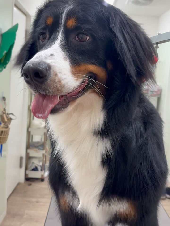 最近お耳の状態が良くない子が多いような気がします😭