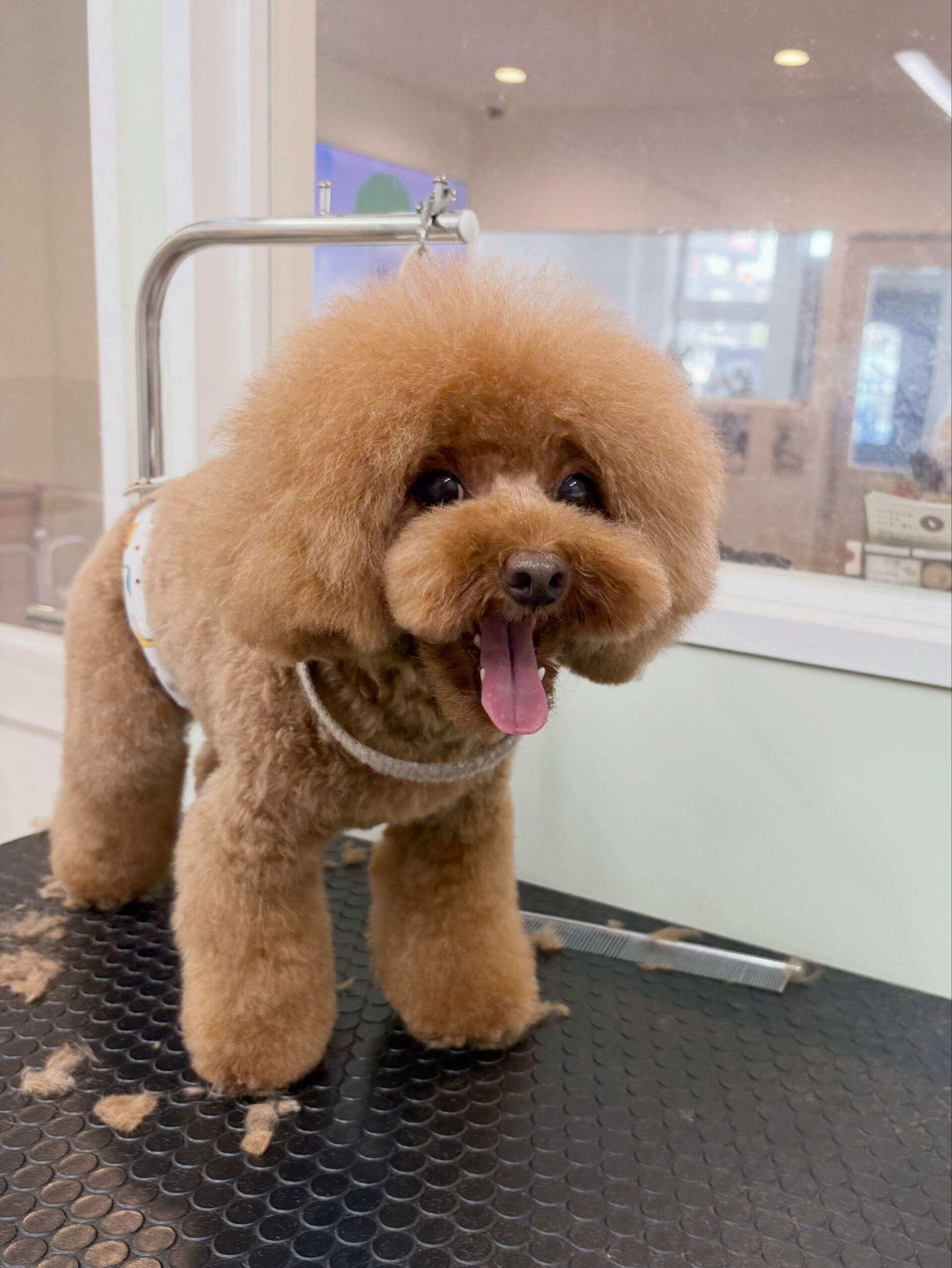 最近お耳の状態が良くない子が多いような気がします😭