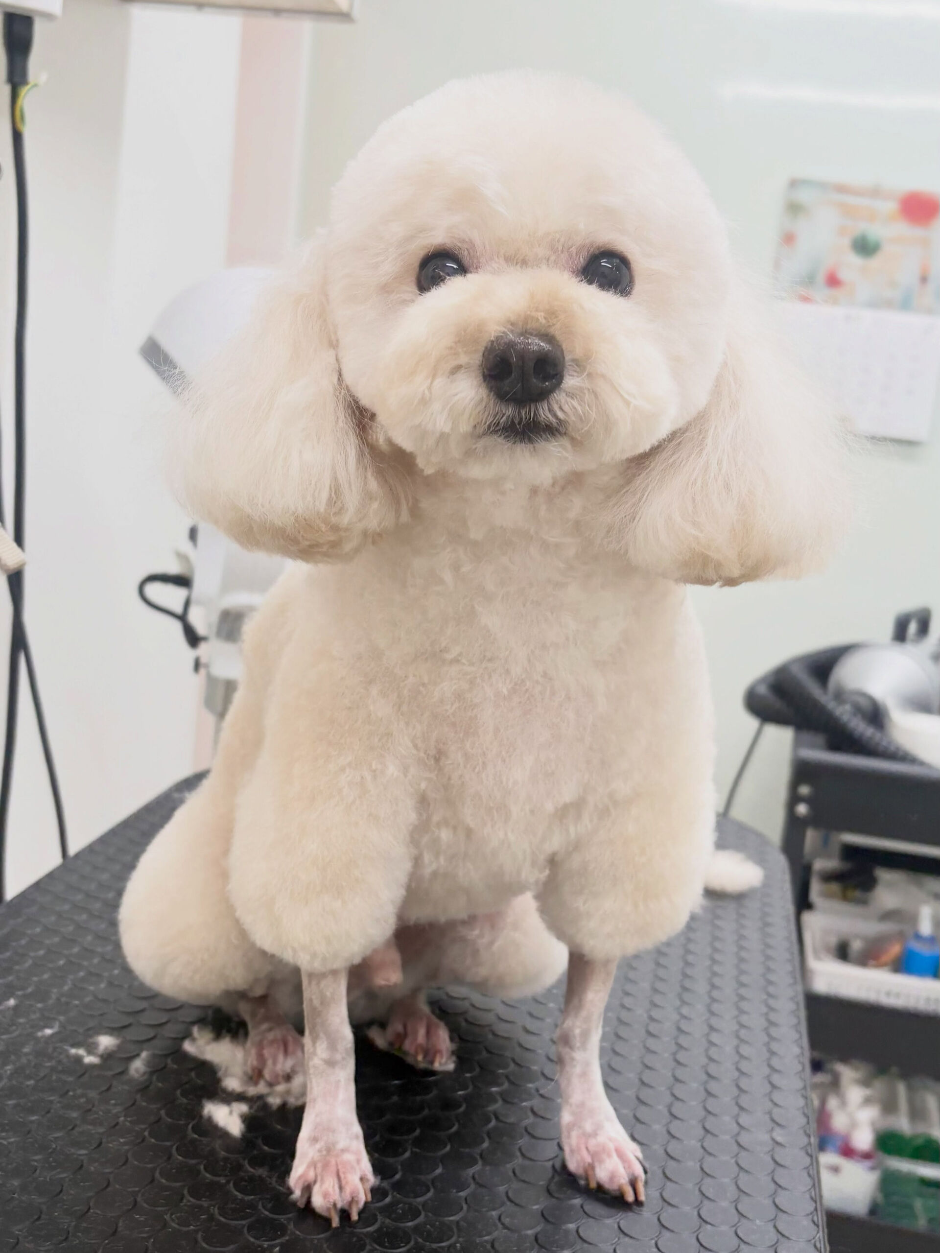 最近お耳の状態が良くない子が多いような気がします😭