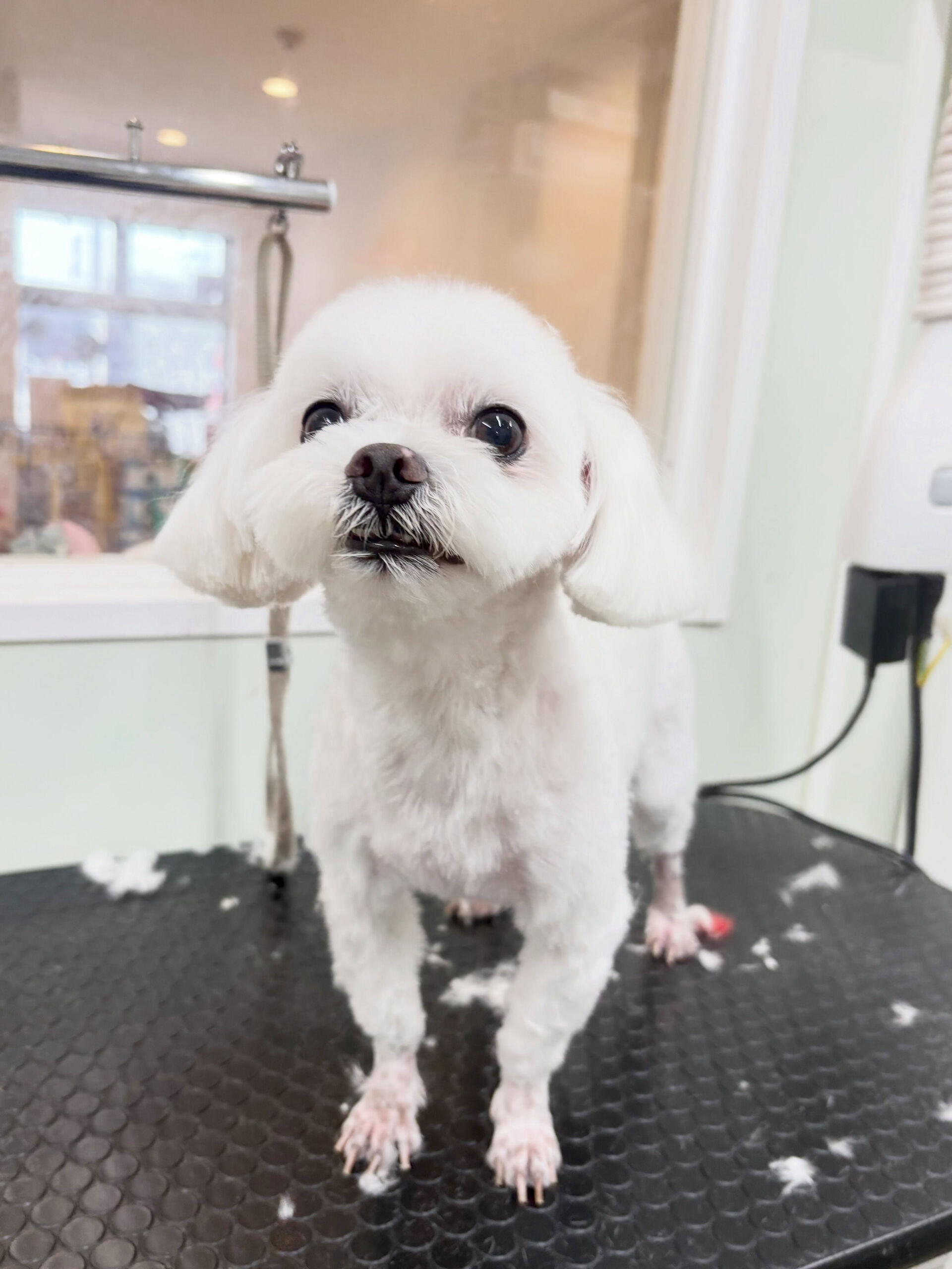 最近お耳の状態が良くない子が多いような気がします😭