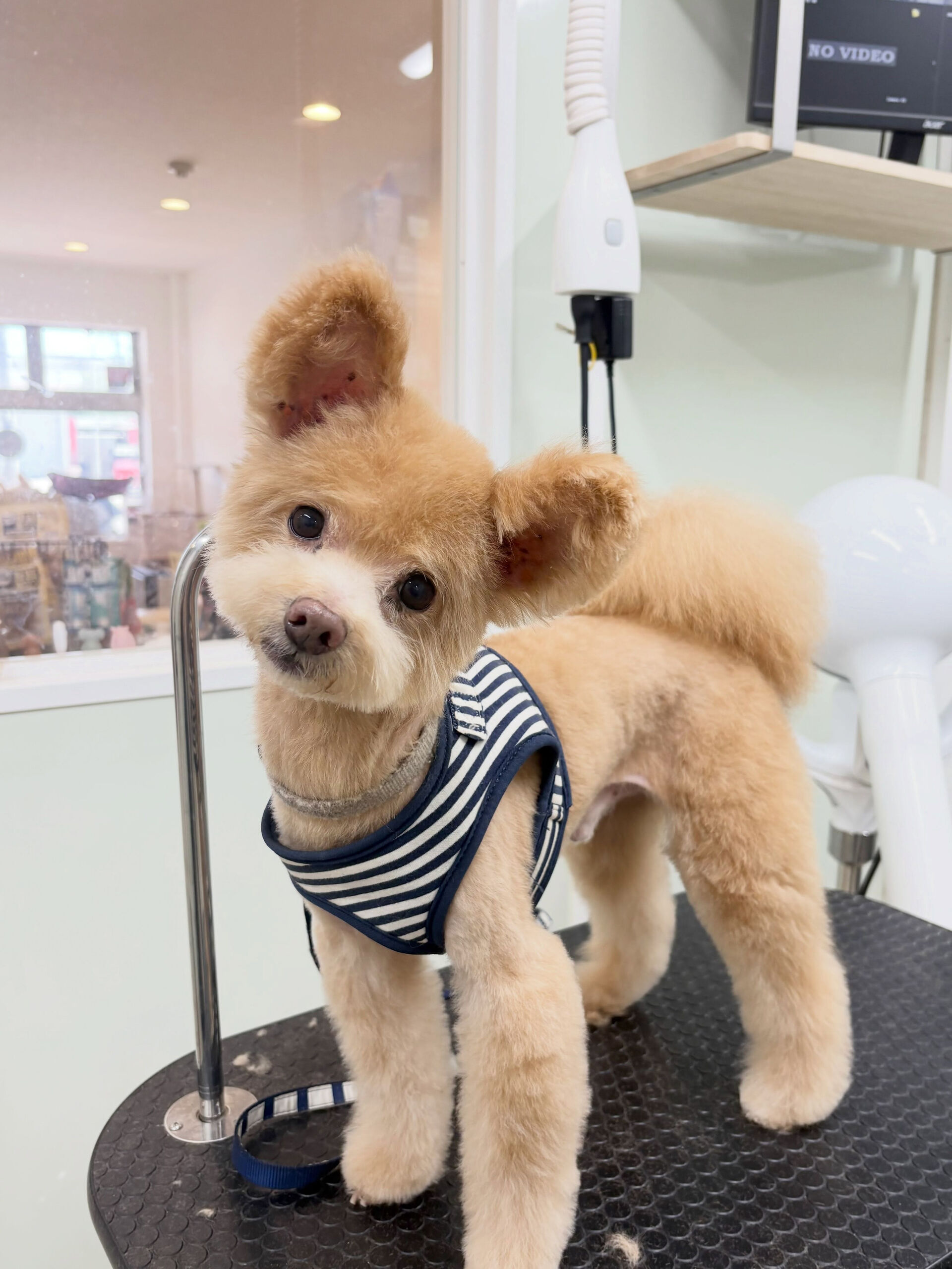 少し涼しくなったかと思えば