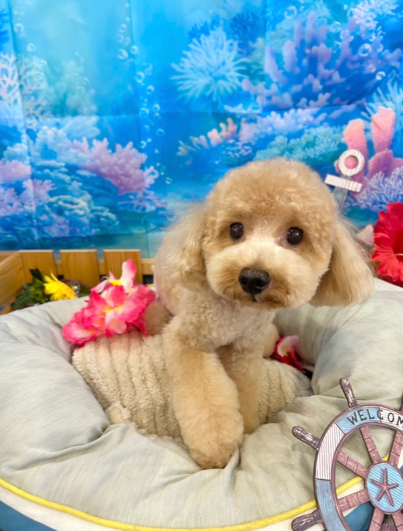 ⁡いつもありがとうございます⸜🌷︎⸝‍