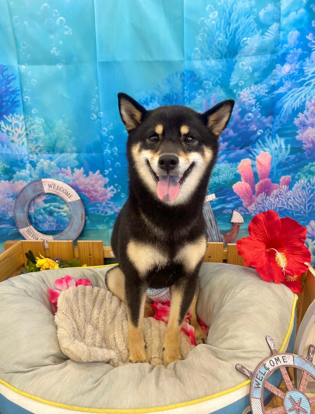 ⁡いつもありがとうございます⸜🌷︎⸝‍
